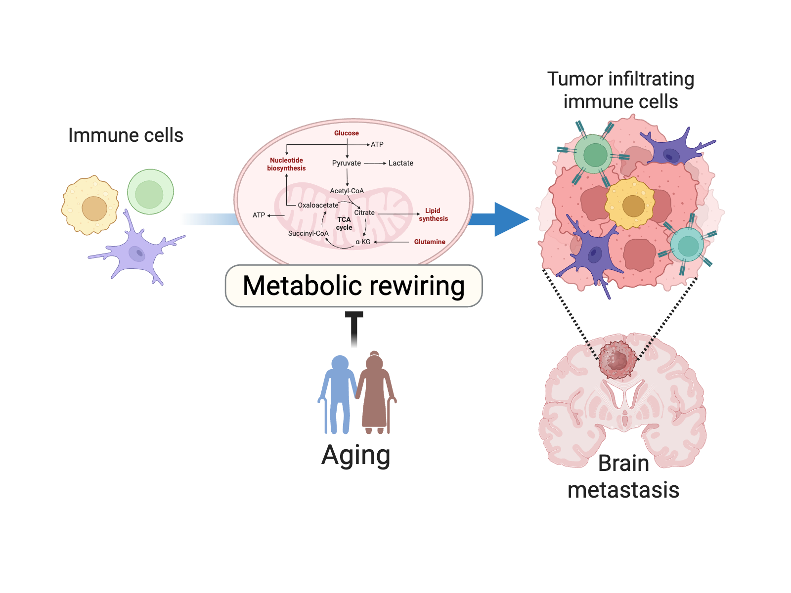 Cancer Immunometabolism research illustration
