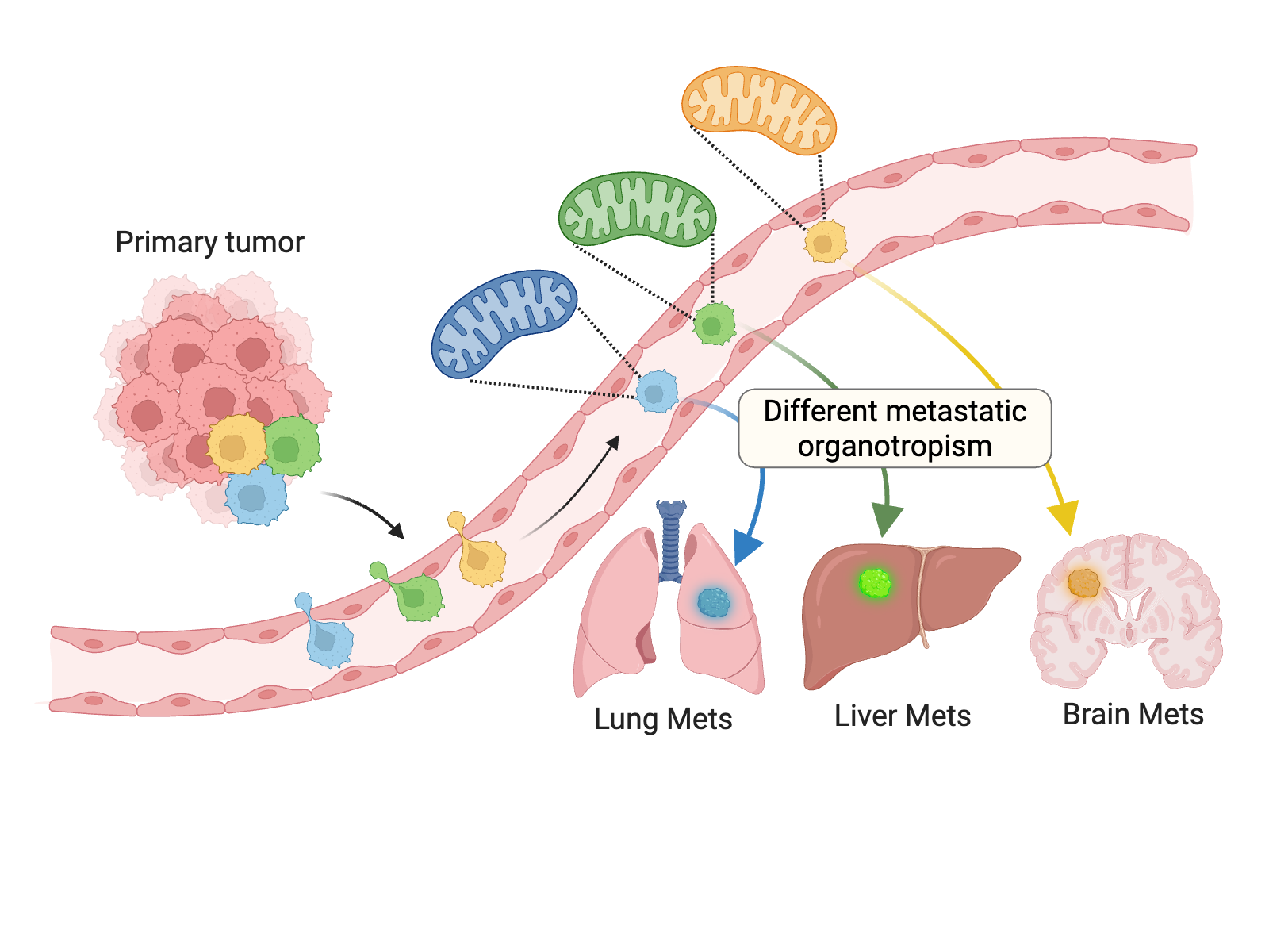 Metastatic Organotropism research illustration