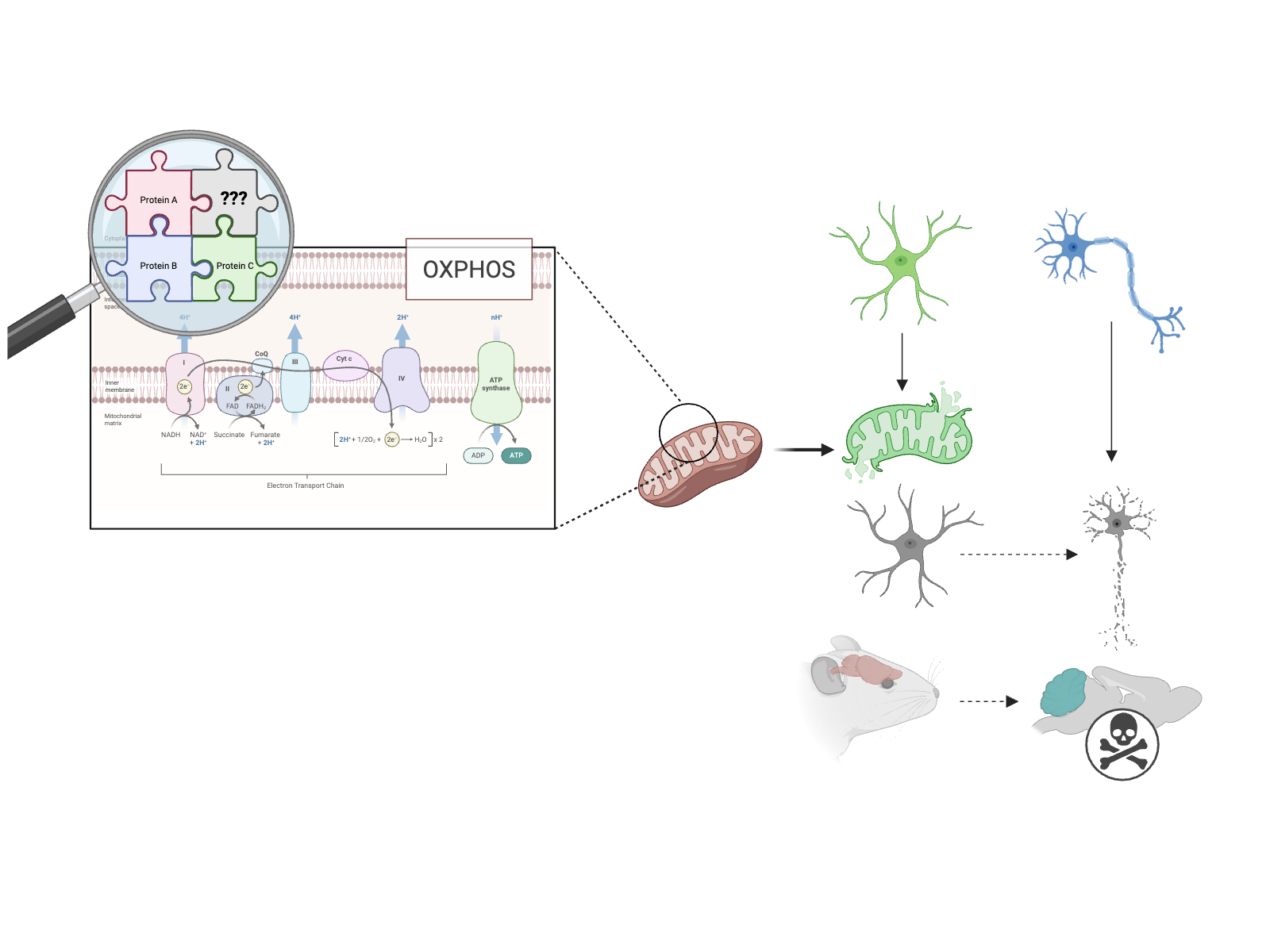 Mitochondrial Biology research illustration